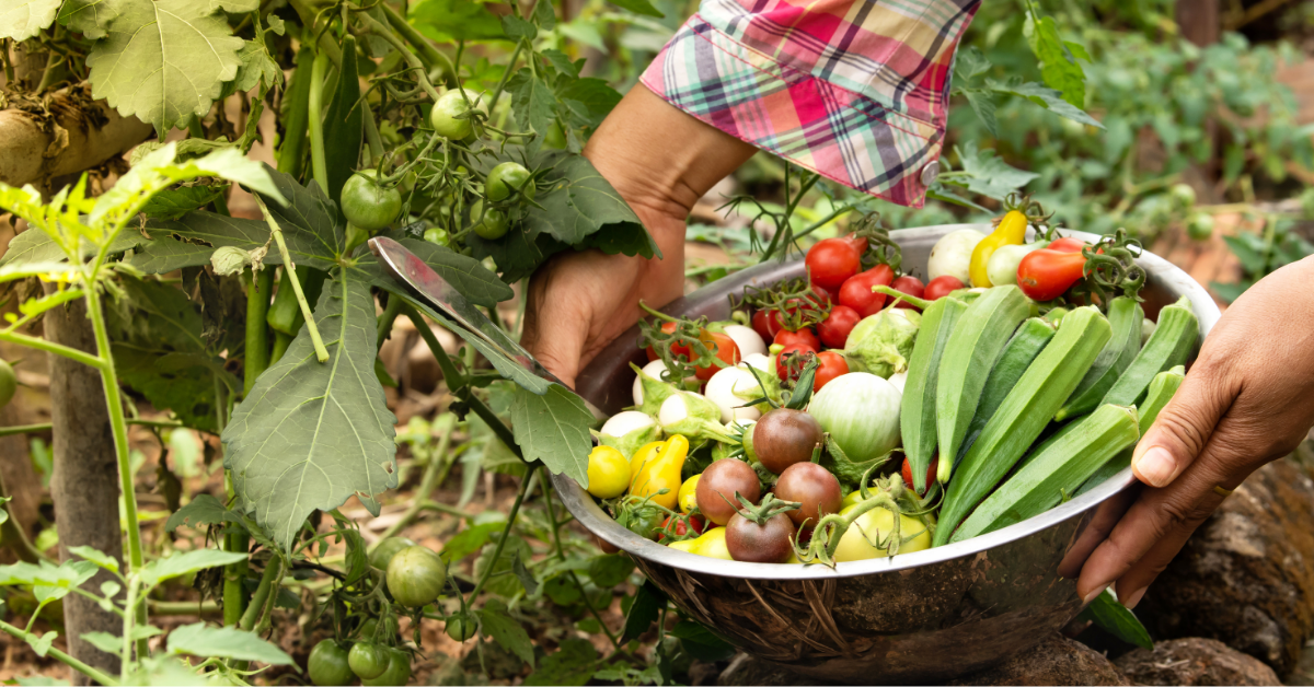 Person picking tomatoes and adding them to a basket of other tomatoes. Person picking tomatoes and adding them to a basket of other tomatoes.